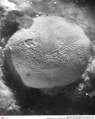 Historisches Foto von Cyclothyreus sp. (NHMW-AFW-GEO-BACHMAYER-FOTO-1990-0041-1675)